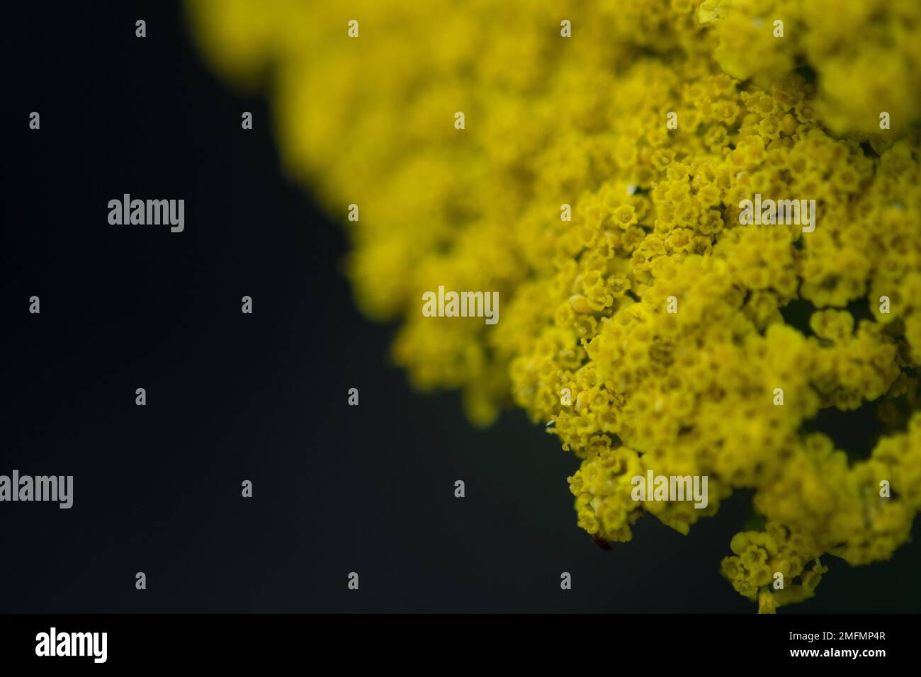 Primo piano di una sezione di una pianta fioritura più grande Foto Stock