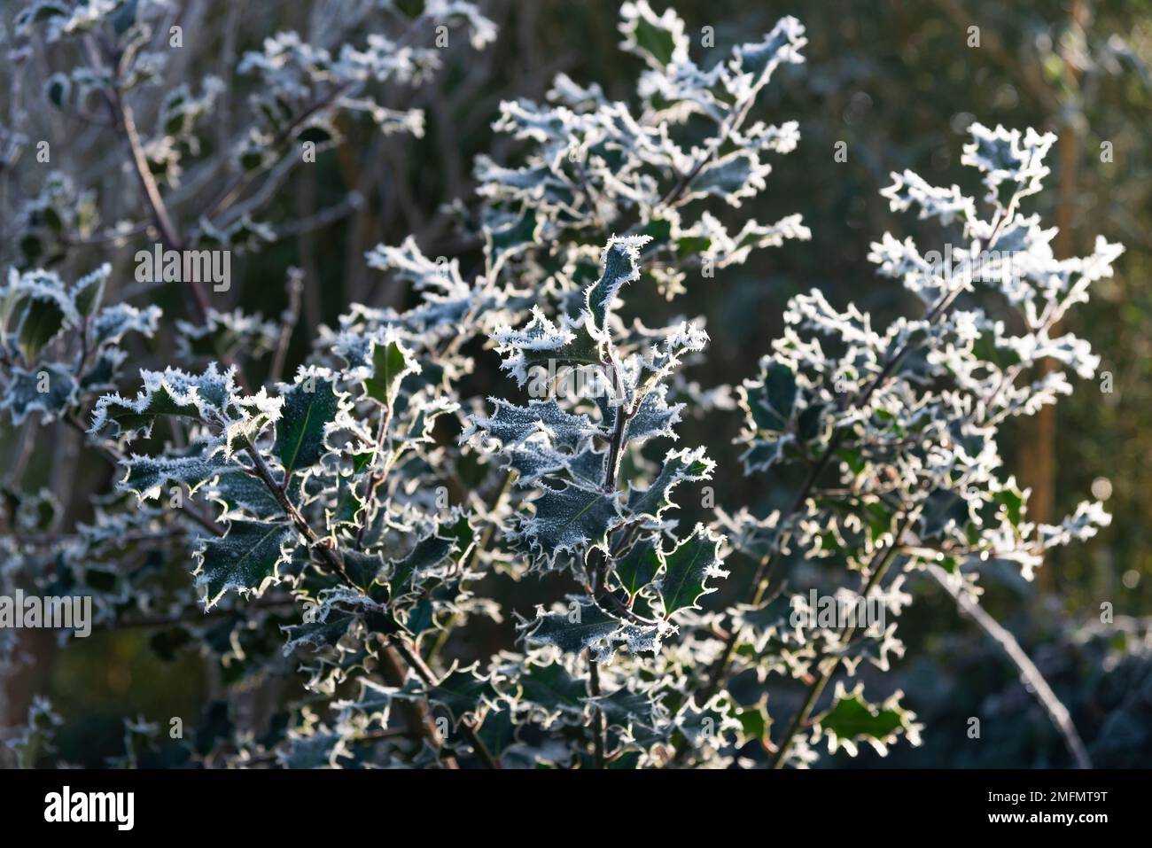 Foglie di agrifoglio verde tinte di brina bianca in una fredda mattinata invernale nel gennaio 2023 - Berkshire, Inghilterra, Regno Unito Foto Stock