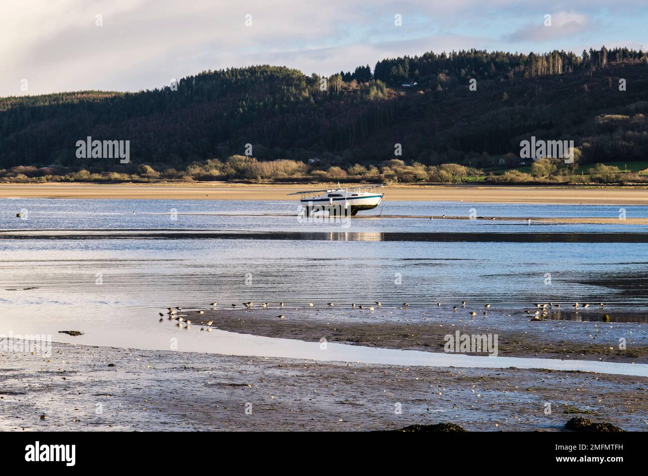 Un gregge di Dunlin (Calidris alpina) si nutrono di uccelli in guado sulla costa prima della marea in arrivo a Red Wharf Bay, Isola di Anglesey, Galles settentrionale, Regno Unito Foto Stock