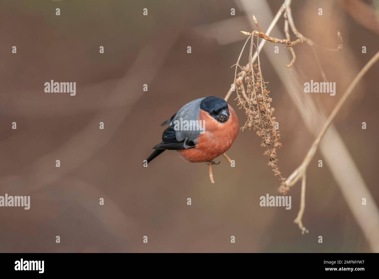 Bullfinch, Pyrhula pirrhula, maschio arroccato su un ramo in primavera vicino in una foresta Foto Stock