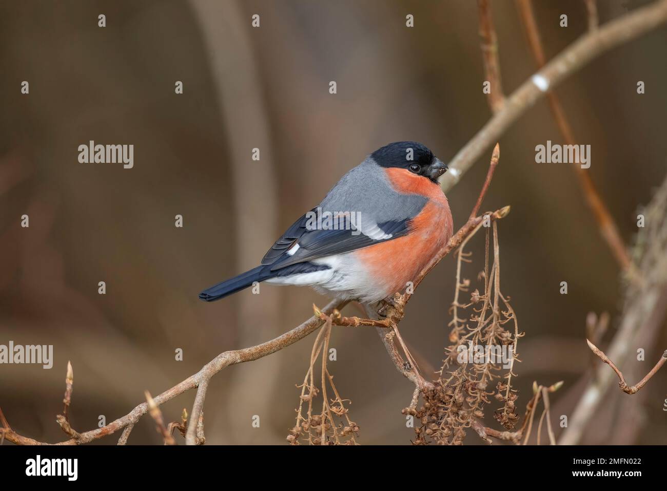 Bullfinch, Pyrhula pirrhula, maschio arroccato su un ramo in primavera vicino in una foresta Foto Stock