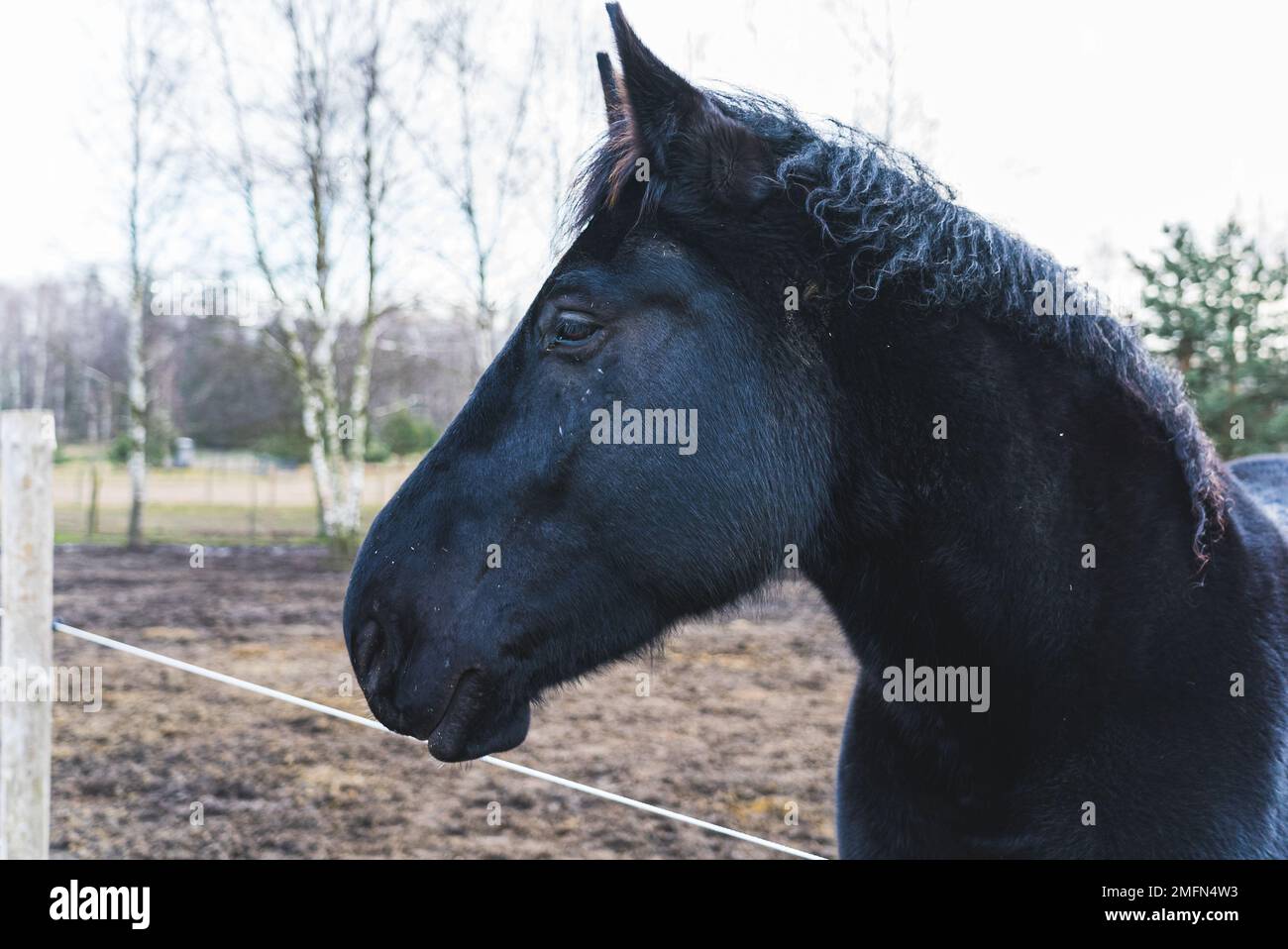 Profilo testa di cavallo frisone. La criniera del cavallo si estende dalla sommità della testa fino all'estremità del collo. Primo piano. Foto di alta qualità Foto Stock