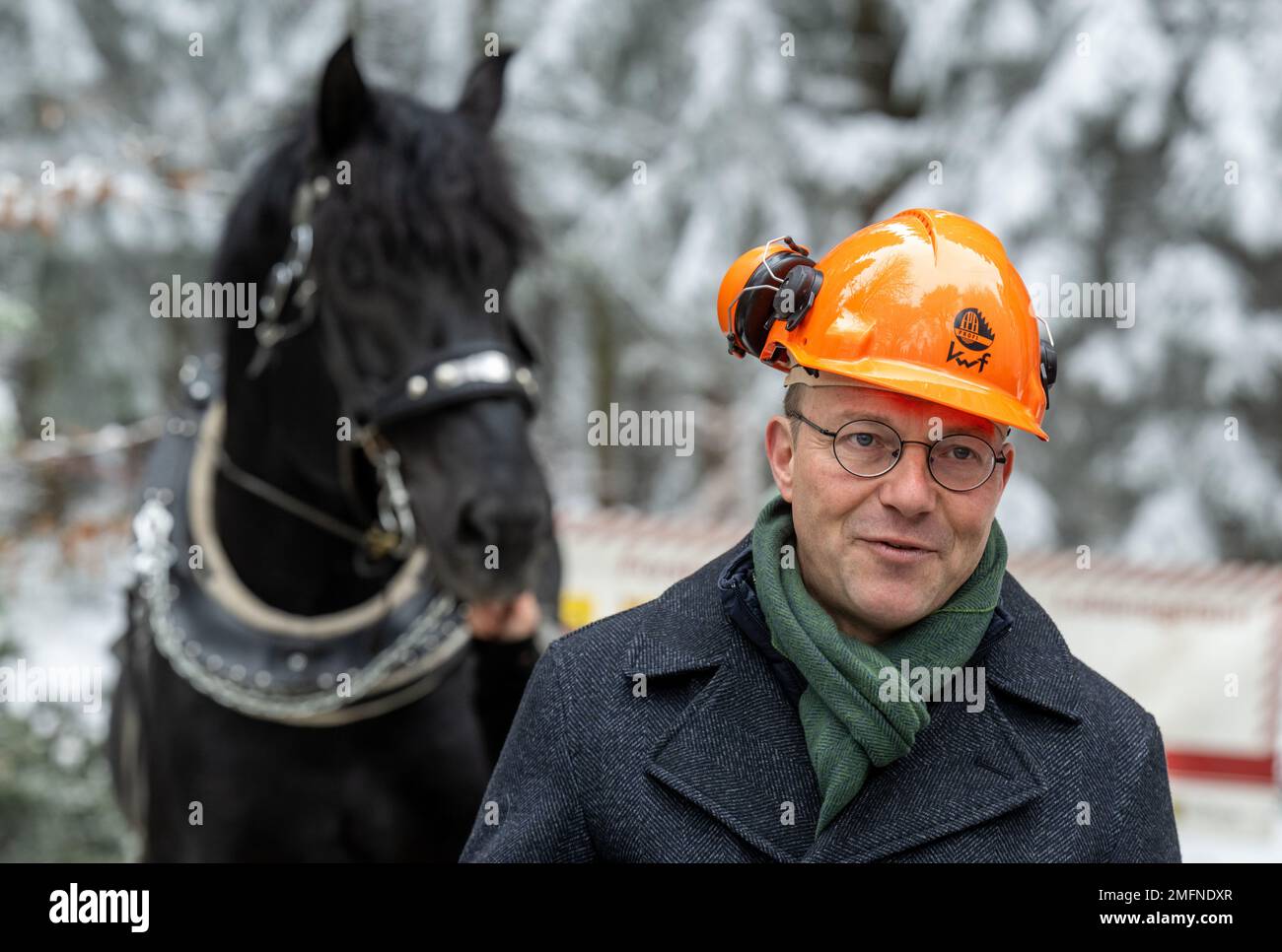 25 gennaio 2023, Sassonia, Gelenau: Wolfram Günther (Verdi), ministro delle foreste in Sassonia, si trova accanto a un animale a sangue freddo in una zona boscosa vicino a Gelenau, nei Monti ore, durante un evento stampa. Sachsenforst si affida a assistenti animali per la raccolta del legname. Per l'impresa statale sono in uso da dieci a dodici cosiddetti “cavalli”. I cavalli utilizzati nella foresta per spostare il legname completano le speciali macchine per la raccolta del legname pesante, come le trebbiatrici e gli spedizionieri su terreni difficili. La gestione forestale con cavalli è considerata particolarmente delicata sul terreno. Cavalli a sangue freddo sono al Foto Stock