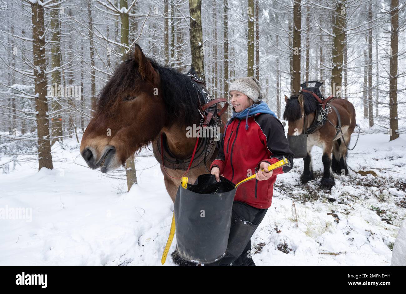 25 gennaio 2023, Sassonia, Gelenau: Gesa Meinhold stacca un sacco di avena al suo cavallo aratro durante una pausa in una zona boscosa vicino a Gelenau nei Monti ore. Sachsenforst si affida a assistenti animali per la raccolta del legname. Per l'impresa statale sono in uso da dieci a dodici cosiddetti “cavalli-pullers”. I cavalli utilizzati nella foresta per il disboscamento sono complementari a speciali macchine pesanti per il disboscamento, come le trebbiatrici e gli spedizionieri su terreni difficili. La gestione forestale con cavalli è considerata particolarmente delicata sul terreno. I cavalli a sangue freddo sono anche utilizzati per la coltivazione per seminare alberi nuovi come l'argento f Foto Stock