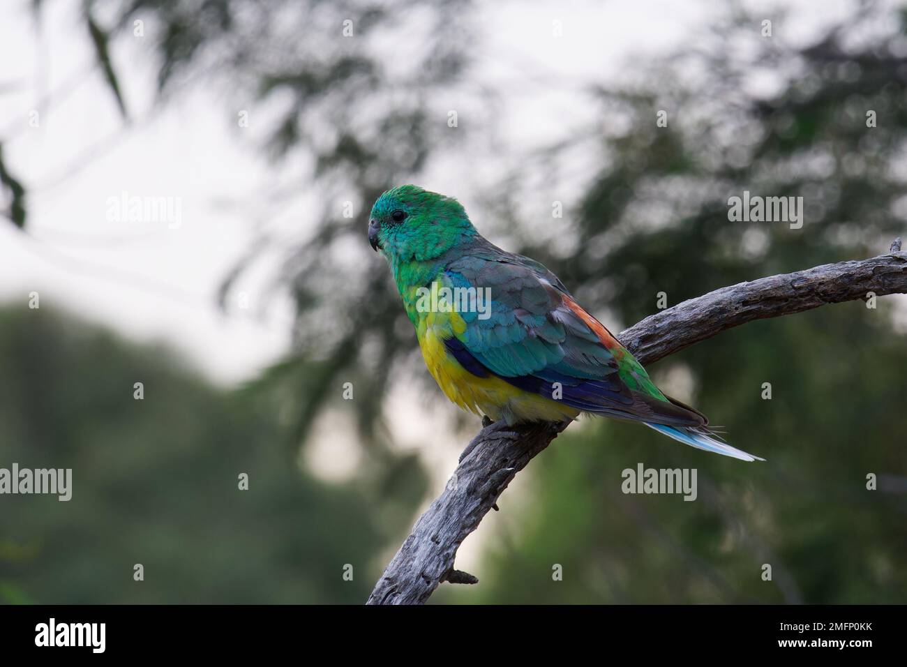 Pappagallo rosso su Branch Foto Stock