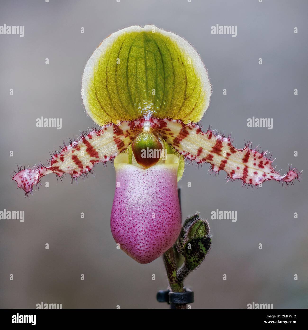 Orchidea paphiopedilum a Aberglasney Gardens Foto Stock