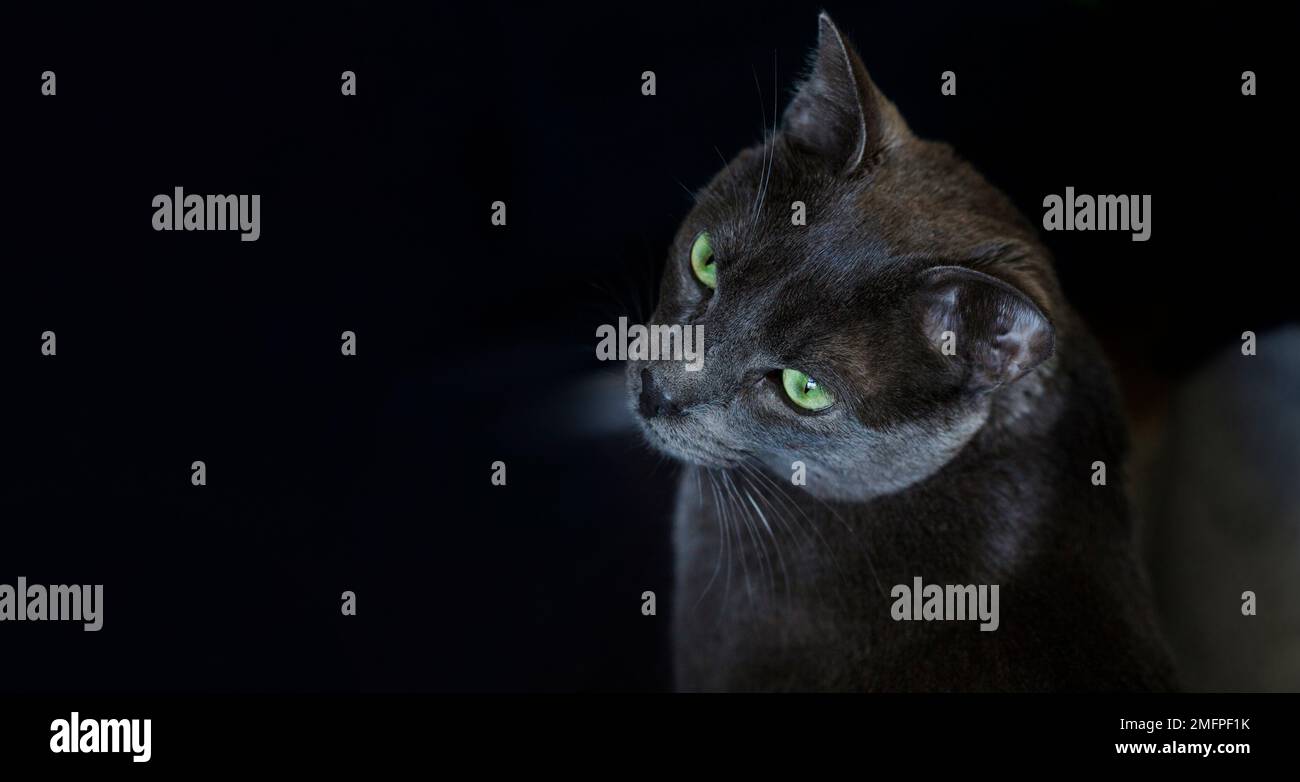 Vista dall'alto della testa grigia del gatto con gli occhi verdi. Animale domestico sano e felice. Cura degli animali domestici. Foto Stock