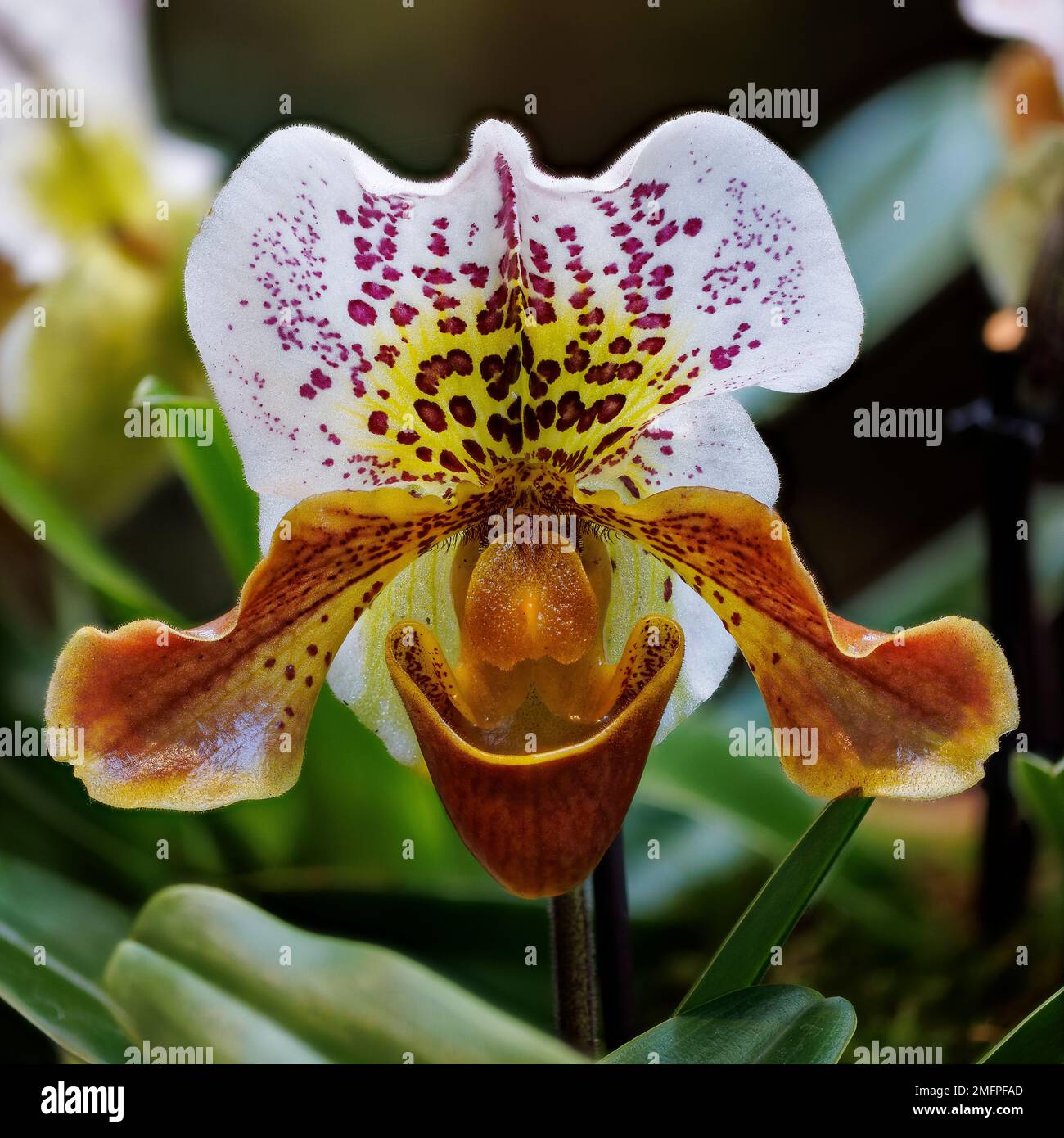 Orchidea paphiopedilum a Aberglasney Gardens Foto Stock