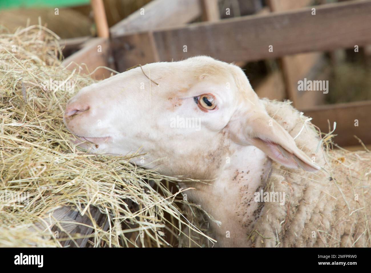 Pecore in una fattoria in inverno mangiare paglia al coperto Foto Stock