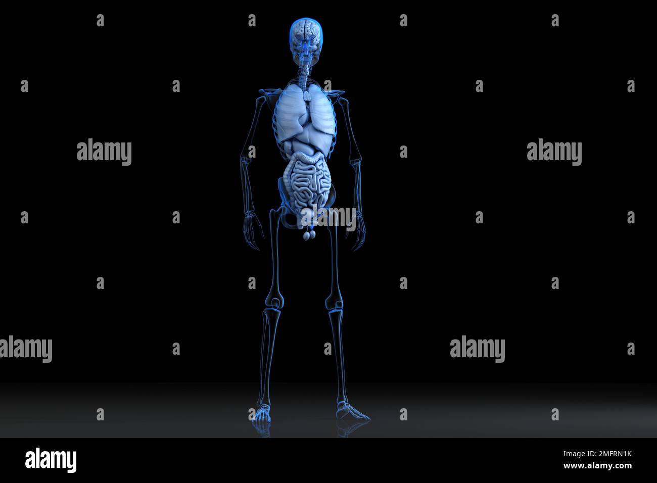 Illustrazione dell'anatomia del maschio umano. Rendering 3D Foto Stock