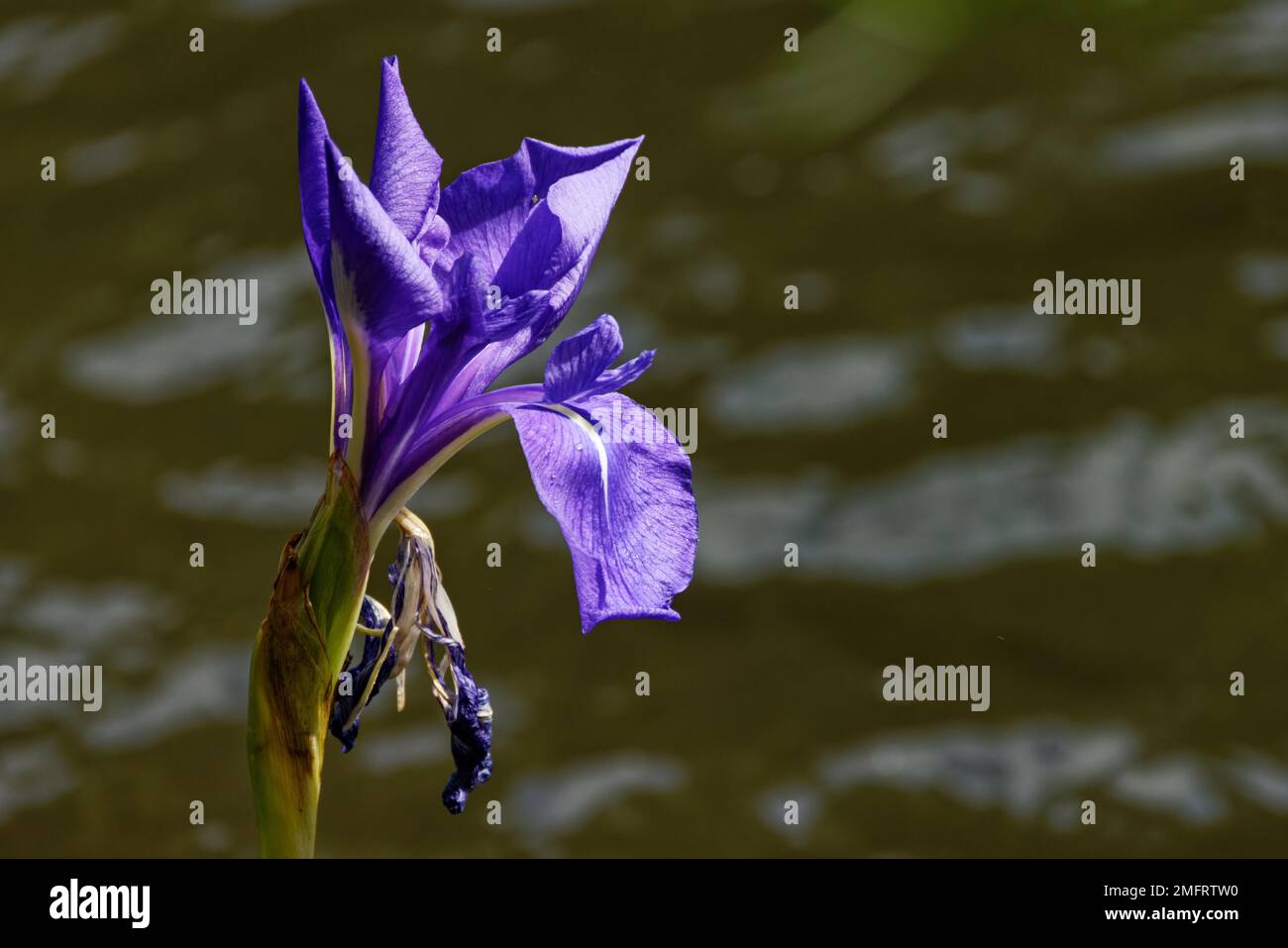 Fiore blu viola con sfondo di acqua dolce Foto Stock