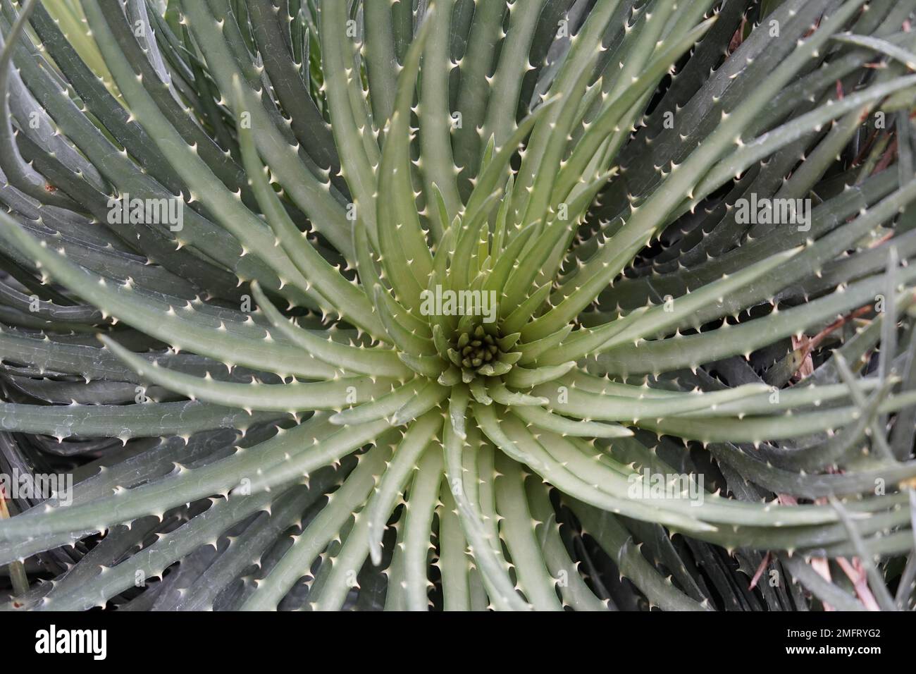 Vista su Aloe pianta chiamata Aloe spinosissima in lingua latina. Foto Stock