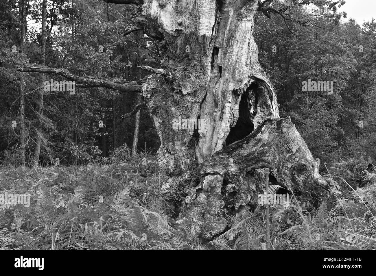 Quercia di corte (Quercus), quercia vecchia in bracken (Pteridium aquilinum), nella foresta primitiva Sababurg, Assia del Nord, Germania Foto Stock