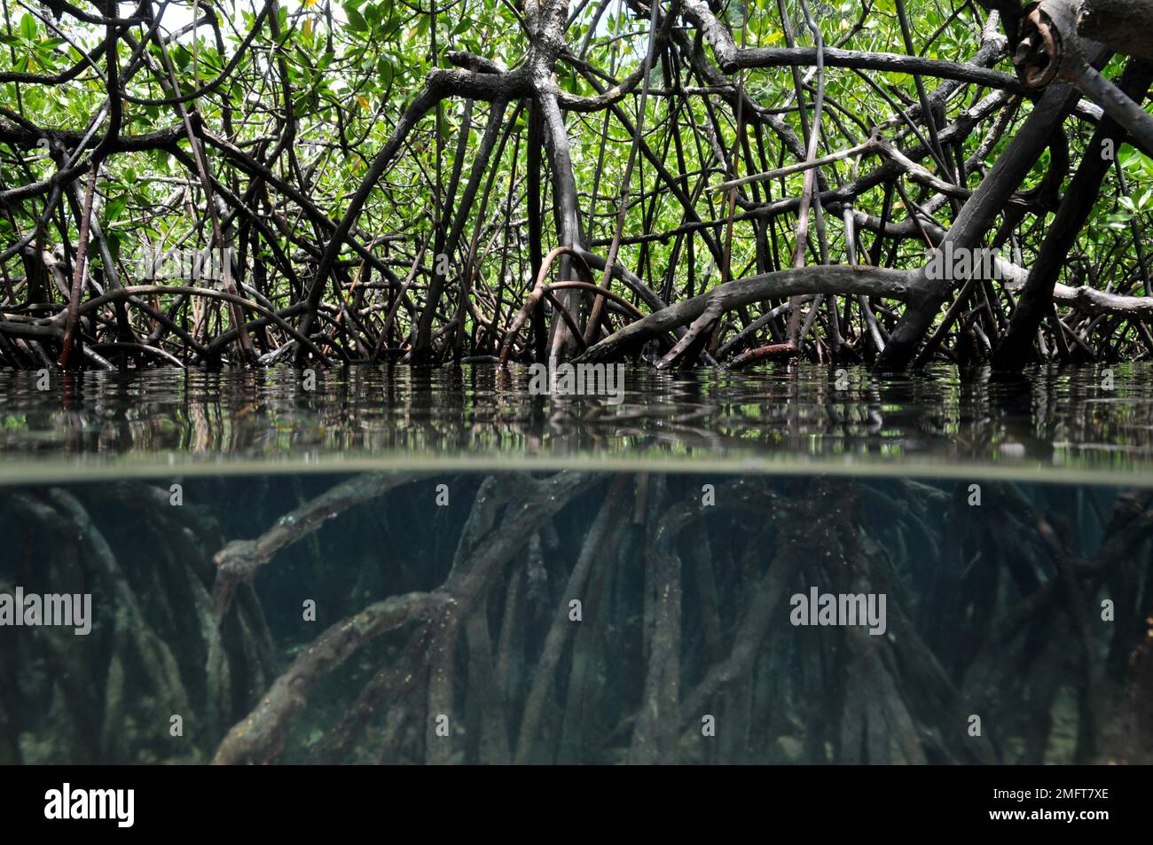 Mangrovie nei tropici, Indonesia Foto Stock