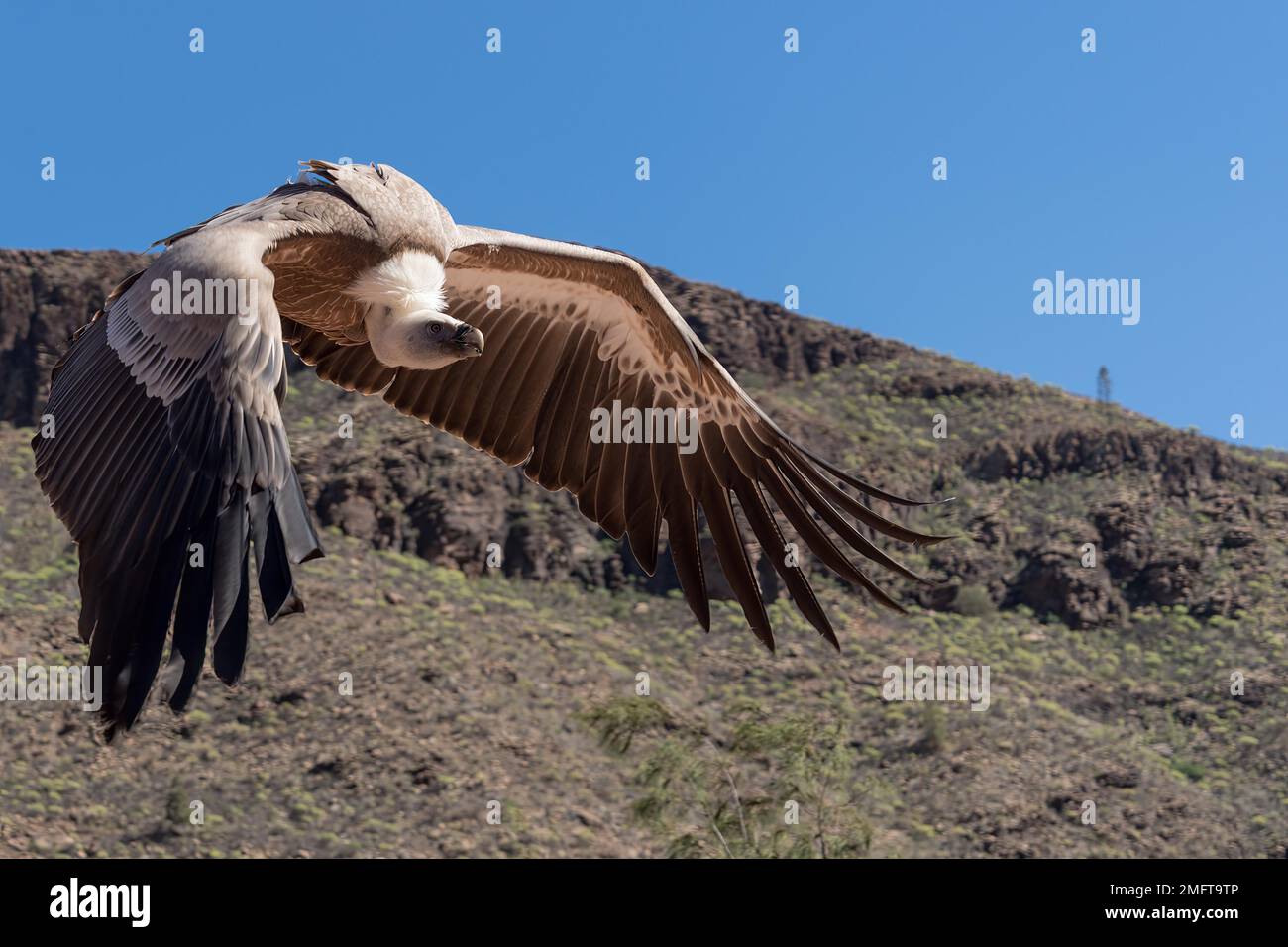 MASPALOMAS, GRAN CANARIA, SPAGNA - MARZO 8 : Eurasian Griffon Vulture in volo al Parco Palmitos, Maspalomas, Gran Canaria, Isole Canarie, Spagna ON Foto Stock