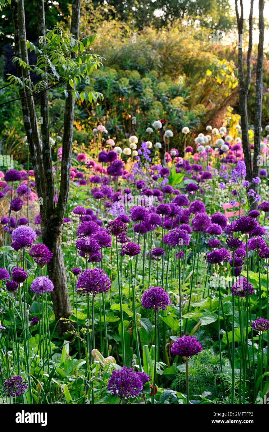 Allium Purple Sensation, Allium Mount Everest, fiori viola bianco, fioritura, mix, misto, combinazione, letto, bordo, schema di piantagione, RM floreale Foto Stock