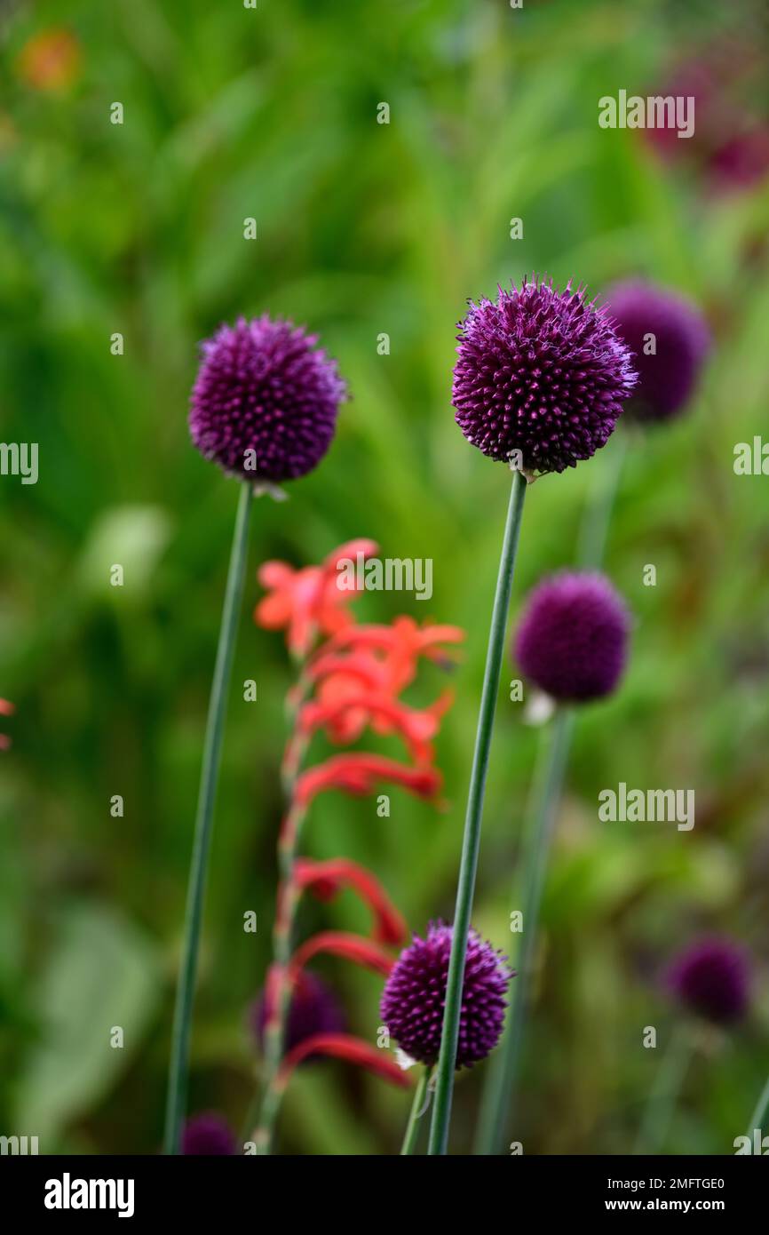 Allium sphaerocephalon, watsonia corallo,,fiore viola,fiori,fioritura,bulbo perenne,cipolla ornamentale,porro a testa tonda,aglio a testa tonda,testa sferica Foto Stock