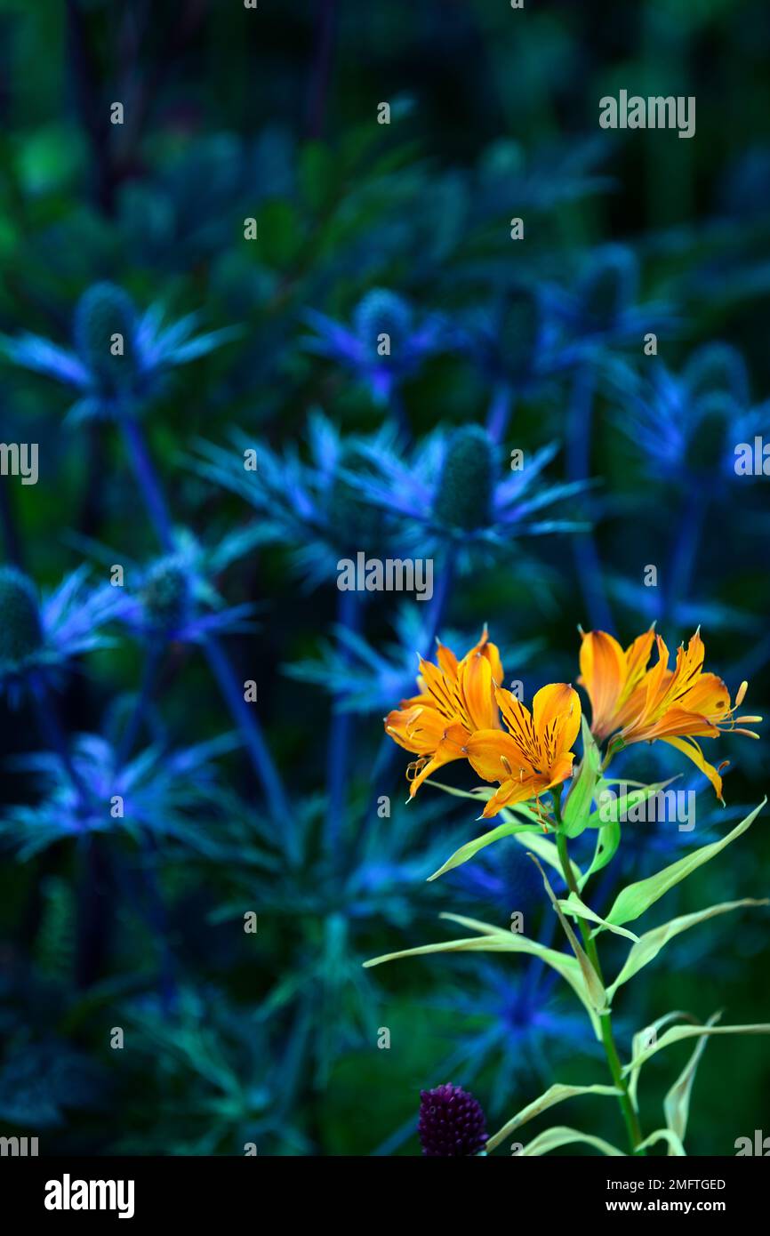 Marmellata di alstroemeria, giglio peruviano, fiori d'arancio albicocca, fiori d'arancio e blu, alstroemeria e eryngium,.Eryngium X Zabelii Big Blue, Sea Holly, b Foto Stock