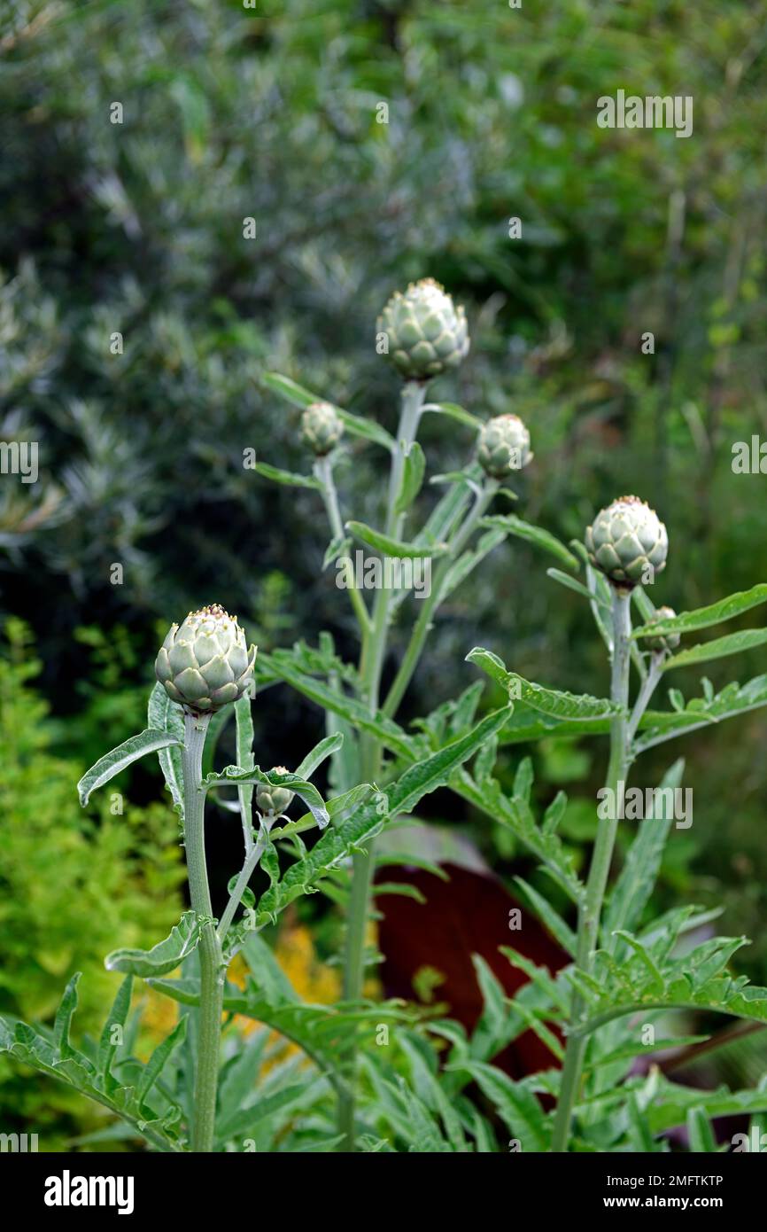 Carciofo, carciofo globo, carciofi, orto, giardinaggio, RM Floral Foto Stock