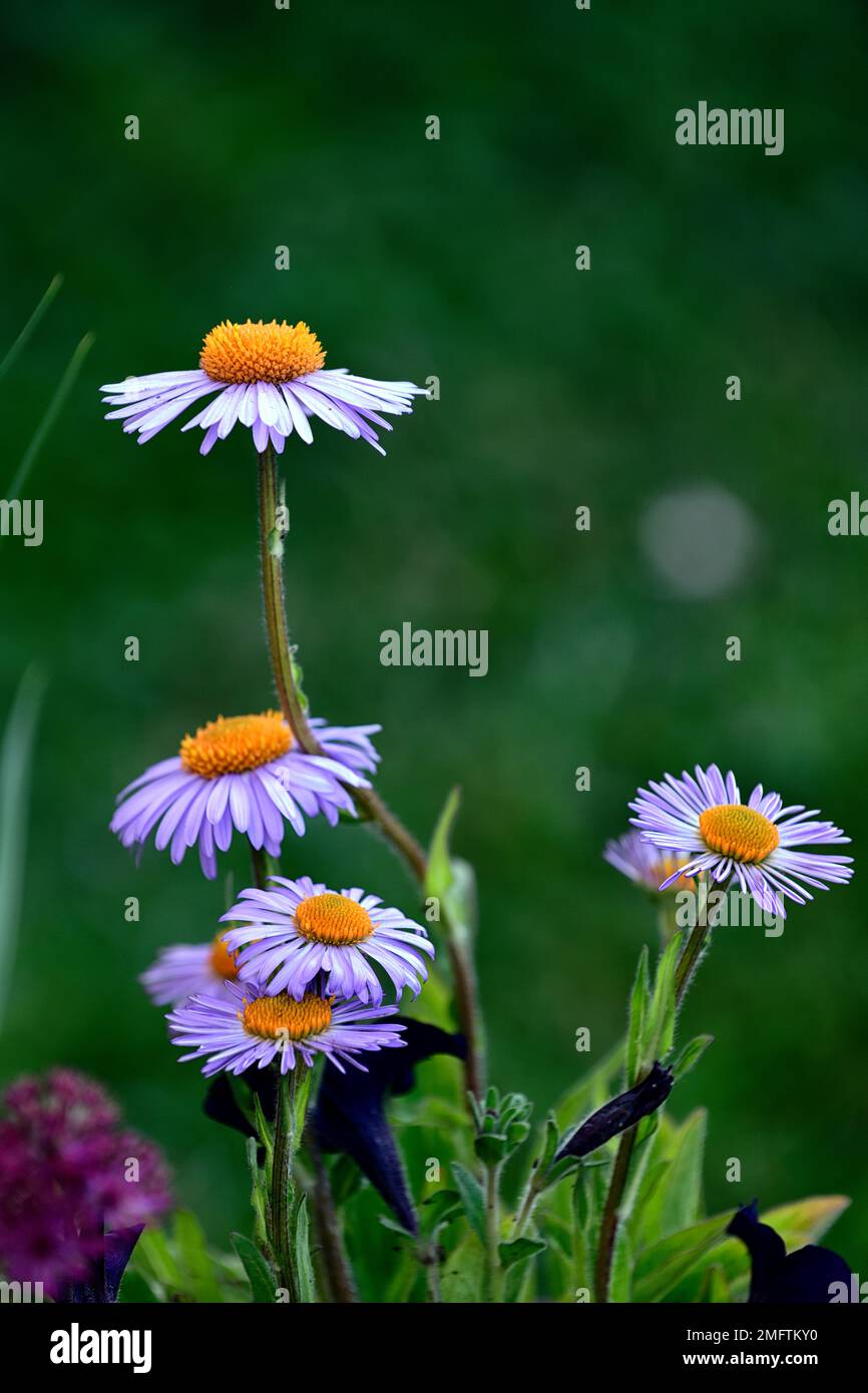 aster tongolensis stella wartburg, fiori di raggio blu-viola, fiori di disco arancio-giallo, fiori di giallo viola flowers.flower, fiori di fiori di astro, giardino, giardini, RM Flor Foto Stock