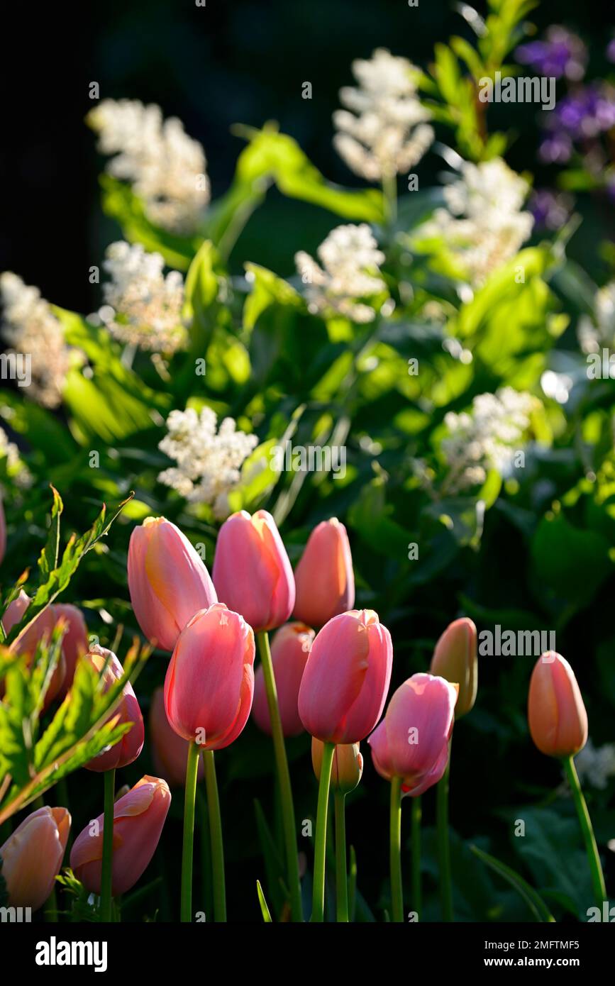 tulipa salmone impressione, tulipano salmone impressione, tulipani retroilluminati, retroilluminazione su tulipani, salmone-albicocca fiori, darwin ibrido, primavera in giardino, RM Fl Foto Stock