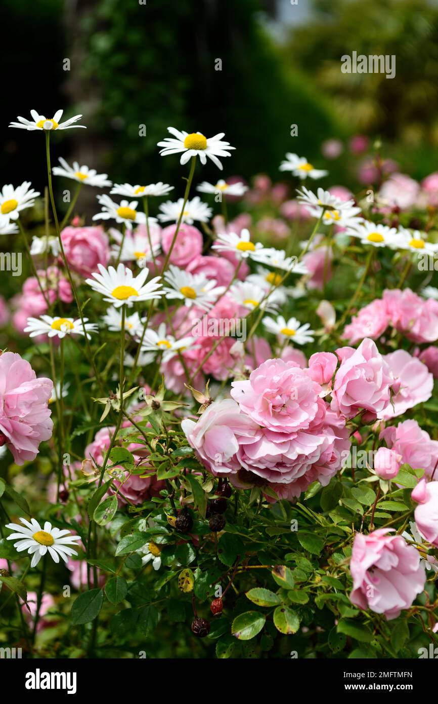Gruppo di fiori rosa rosa del bambino del singel, rose rosa del bambino, margherita, rose e margherite, fiore della rosa e della margherite, fiore del RM Foto Stock