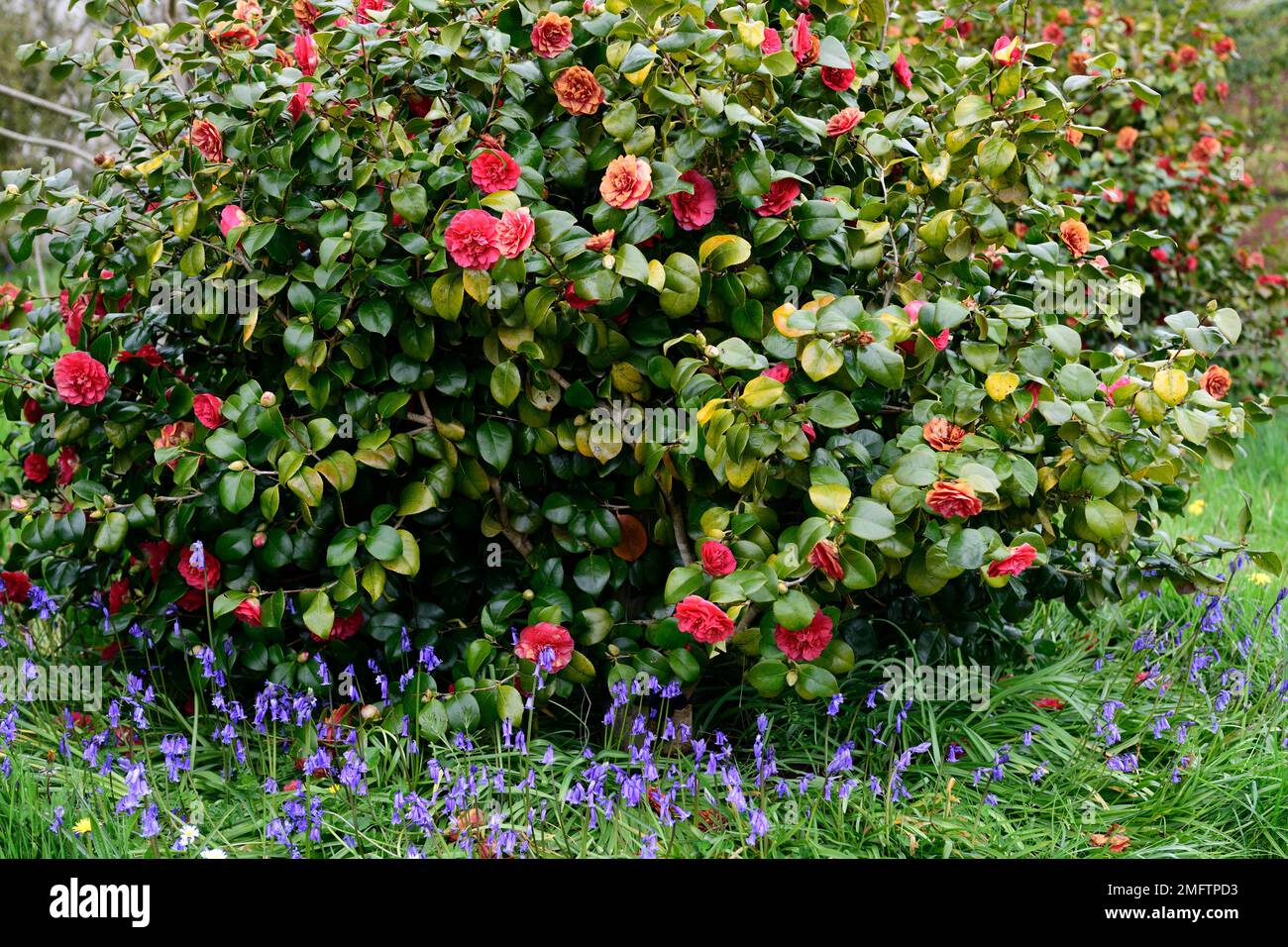 camellia japonica signora campbell, camellia rossa japonica signora campbell fiori, Hyacinthoides non-scripta, bluebells, camellia japonica signora campbell e bl Foto Stock