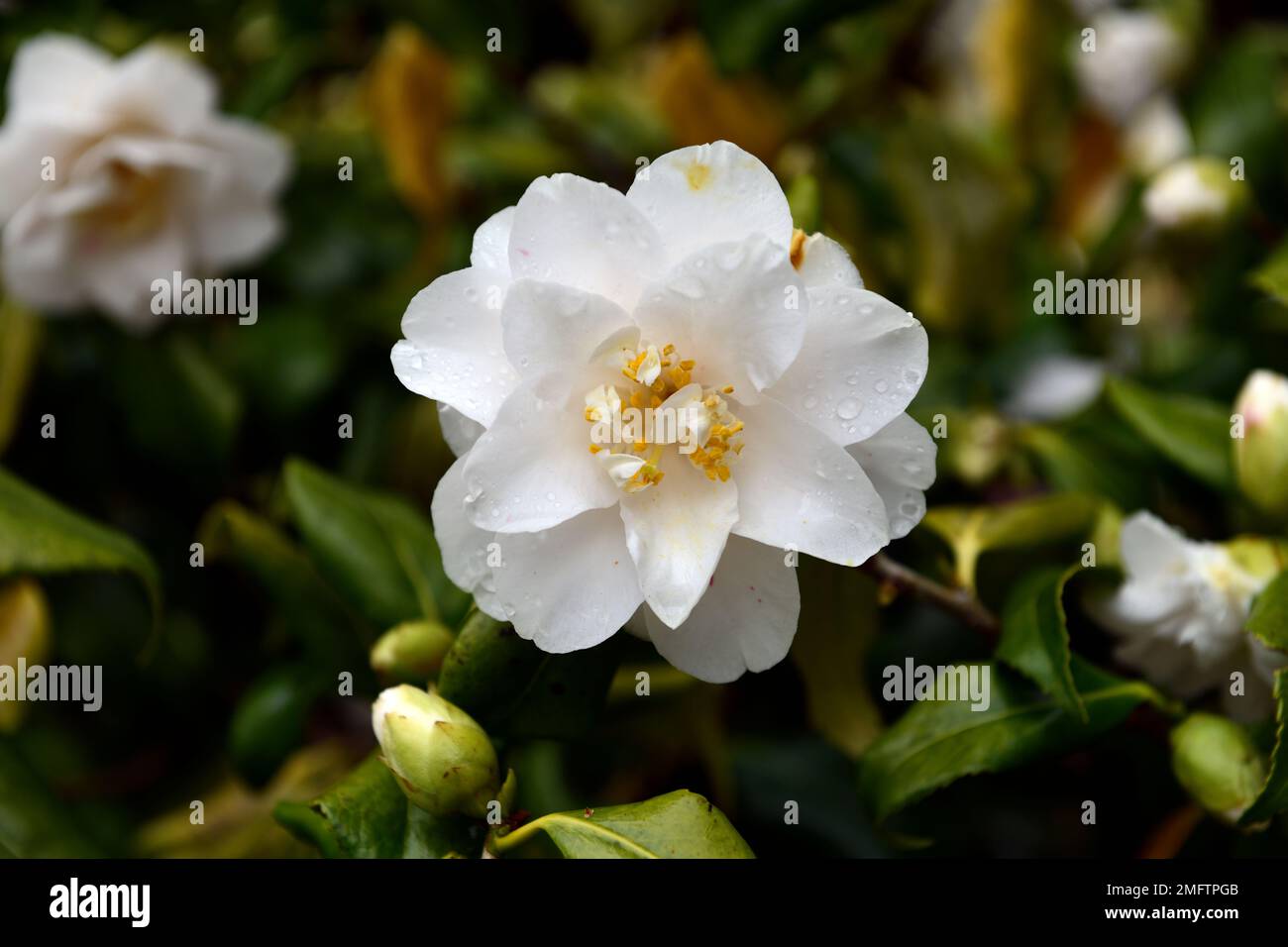 camellia japonica lady vansittart, fiori bianchi, camellia bianca japonica lady vansittart fiori, arbusto sempreverdi, arbusti, camellia japonica fioritura, RM Foto Stock