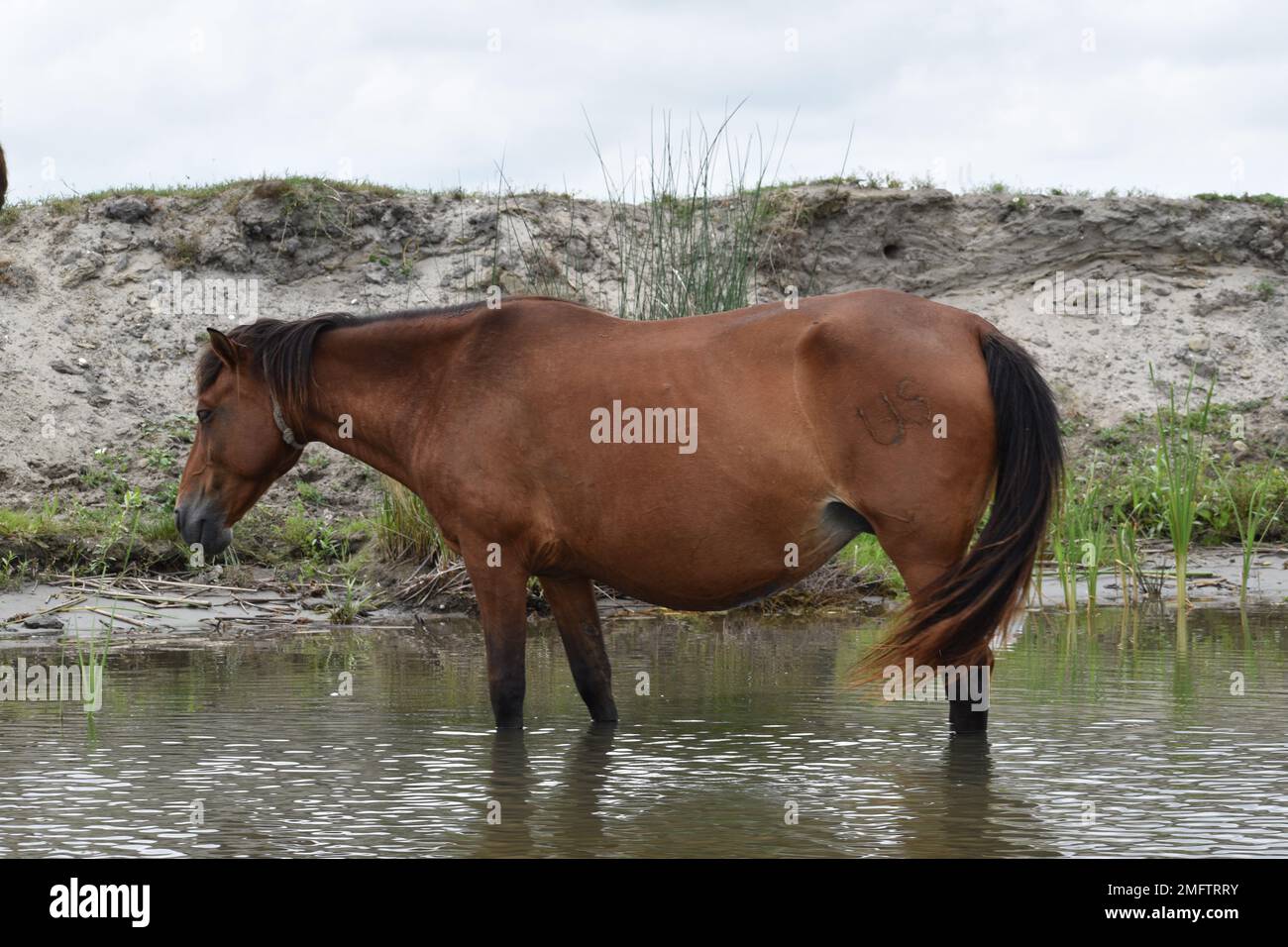 Wild Horse nel Delta del Danubio Foto Stock