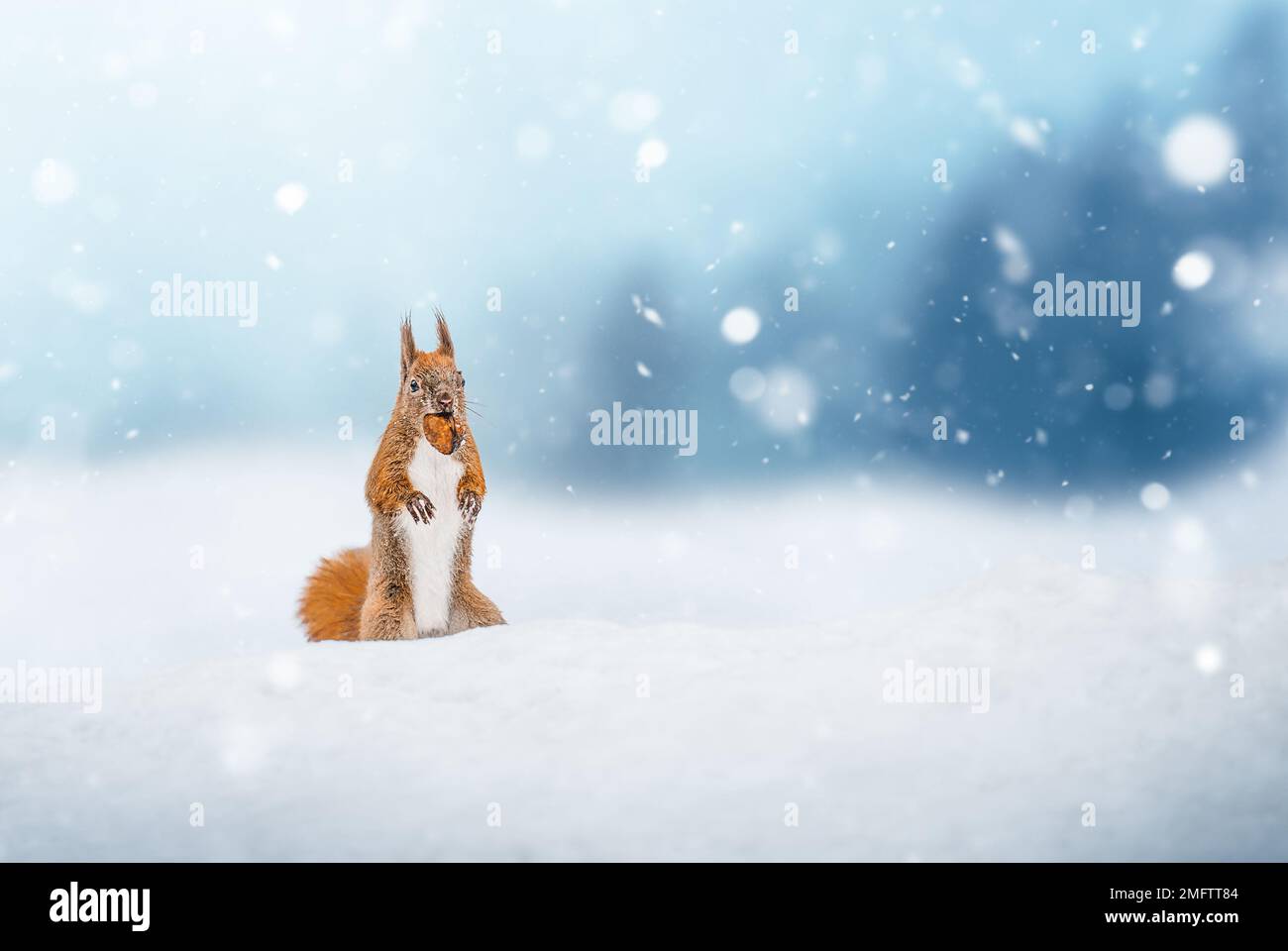 Scoiattolo rosso carino nella neve che cade. Foto Stock
