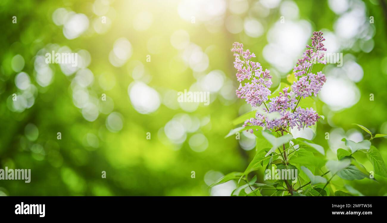 bei fiori lilla si diramano su uno sfondo verde, sfondo naturale di primavera. Foto Stock