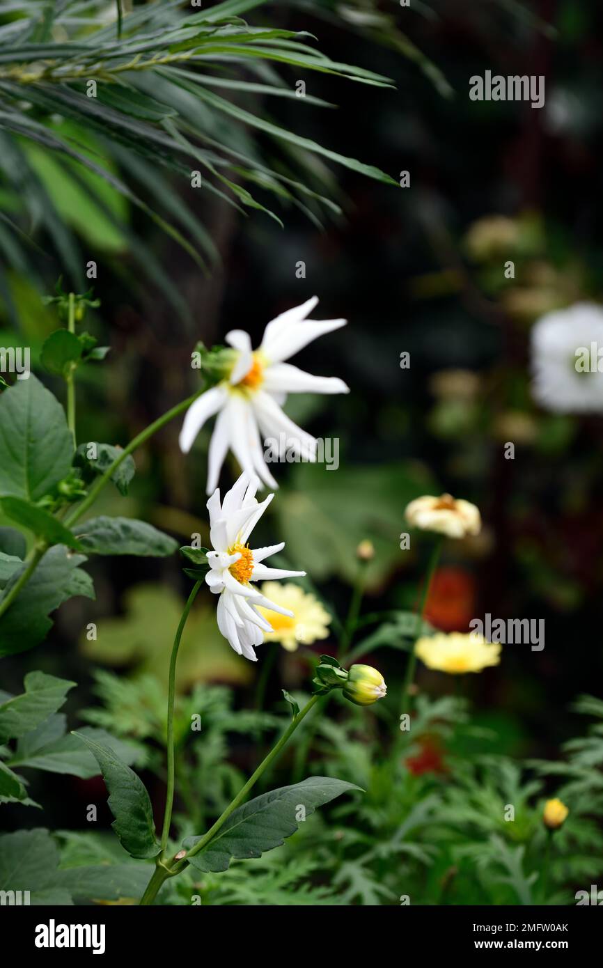 Dahlia il mio amore, bianco semi cactus dahlia, bianco dahlias, bianco dahlia fiori, RM floreale Foto Stock