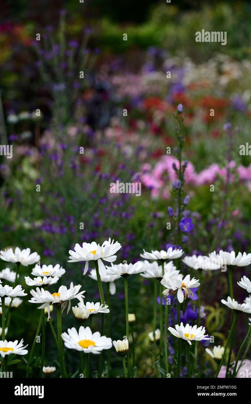 Margherita bianco, margherite bianche, schema di piantagione mista, confine erbaceo, fiori bianchi, fiore bianco, fioritura, RM Floral Foto Stock