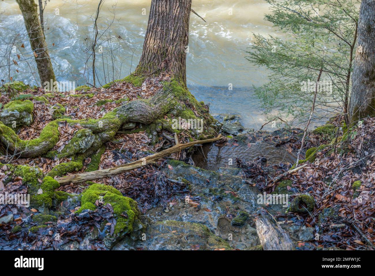 L'acqua di alluvione scorre giù dalla montagna in un fiume che attraversa un sentiero e lungo gli alberi coperti di muschio nella foresta Foto Stock