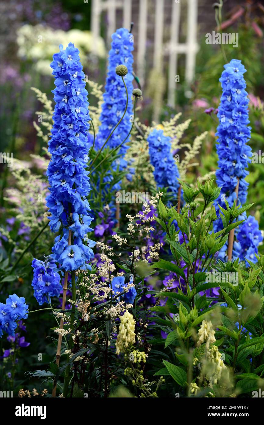 Delphinium Blue Bird, Artemisia lactiflora guizhou gruppo, fiori blu, artemisia, fiore blu spike, fiore blu guglie, piantagione blu, fioritura, contrasto, c Foto Stock