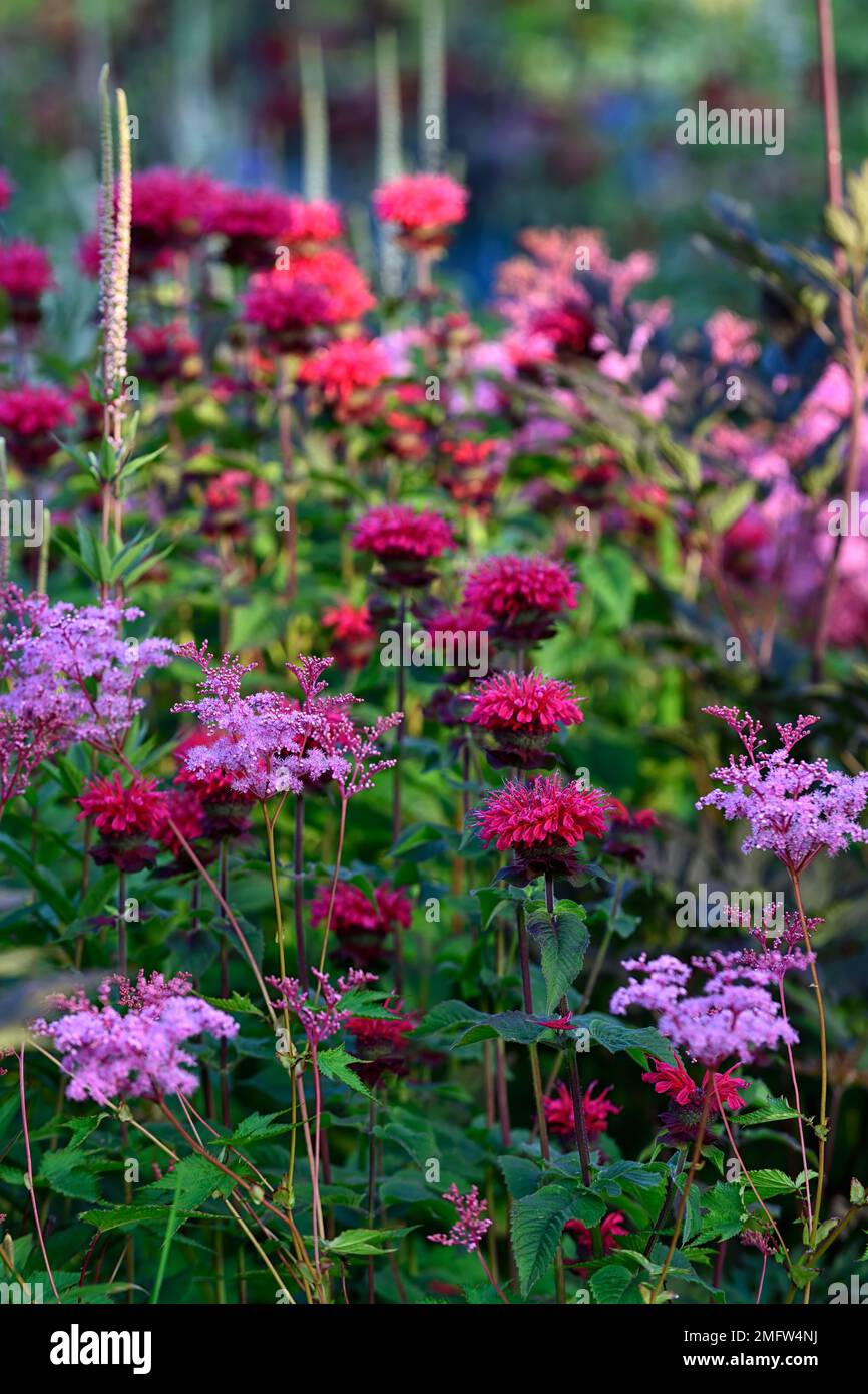 Filipendula rubra, Monarda jacob Cline, fiore rosa e rosso, fiori rosa e rosso, fioritura, RM Floral Foto Stock