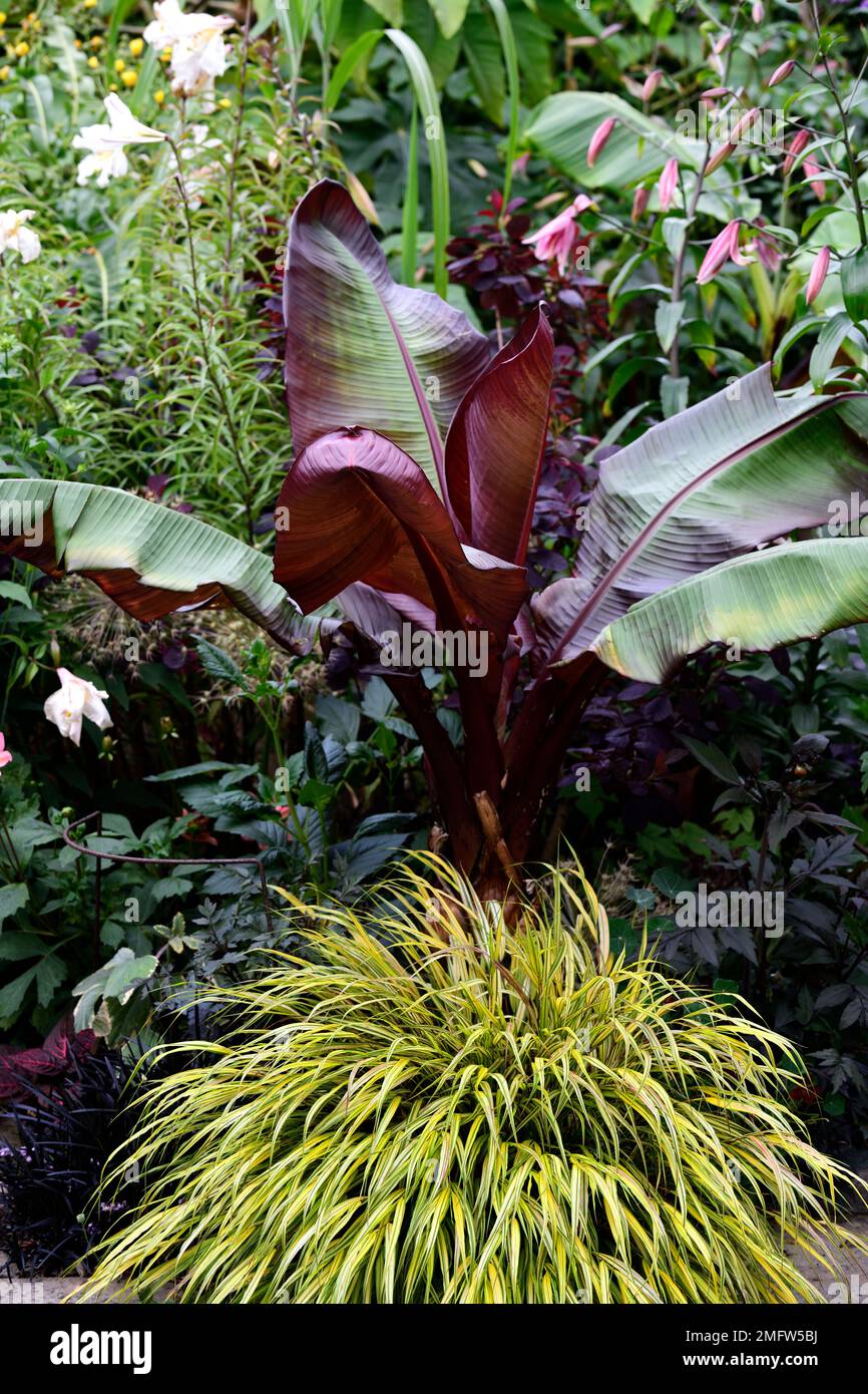 Hakonechloa macra aureola, Ensete ventricosum Maureli, erba e banana, erbe e banana pianta, schema di piantagione tropicale, piantagione esotica, gard tropicale Foto Stock