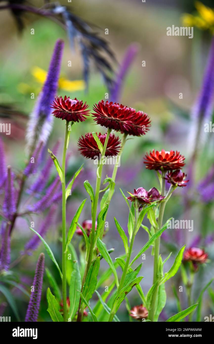 Xerochrysum bracteatum, Bracteantha bracteata, Helichrysum bracteatum drago  fuoco, fragola, fiore eterno, carta margherita, fiori, fioritura, arancione  f Foto stock - Alamy