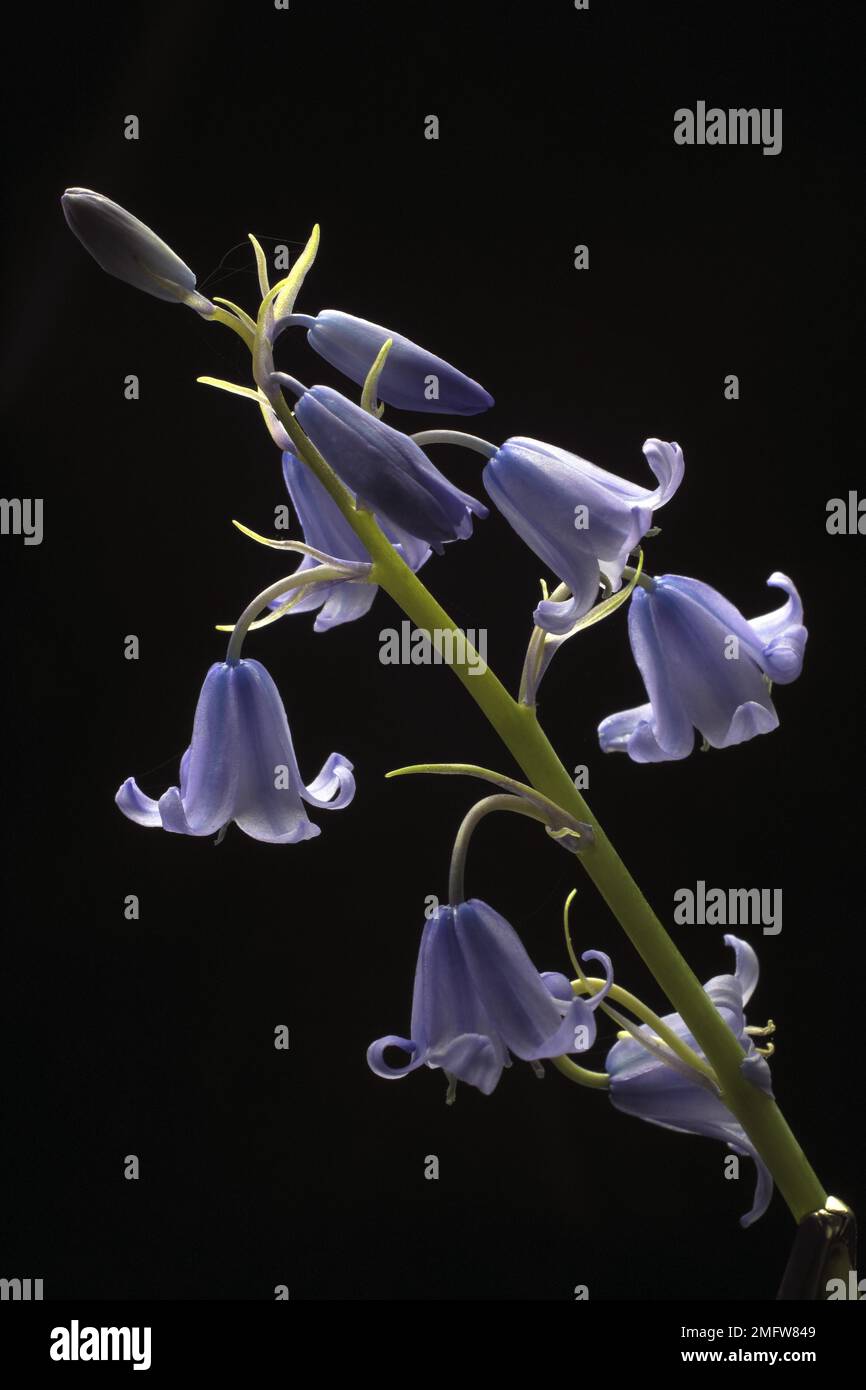 Campanella spagnola, campanella spagnola (Hyacinthoides hispanica) Foto Stock