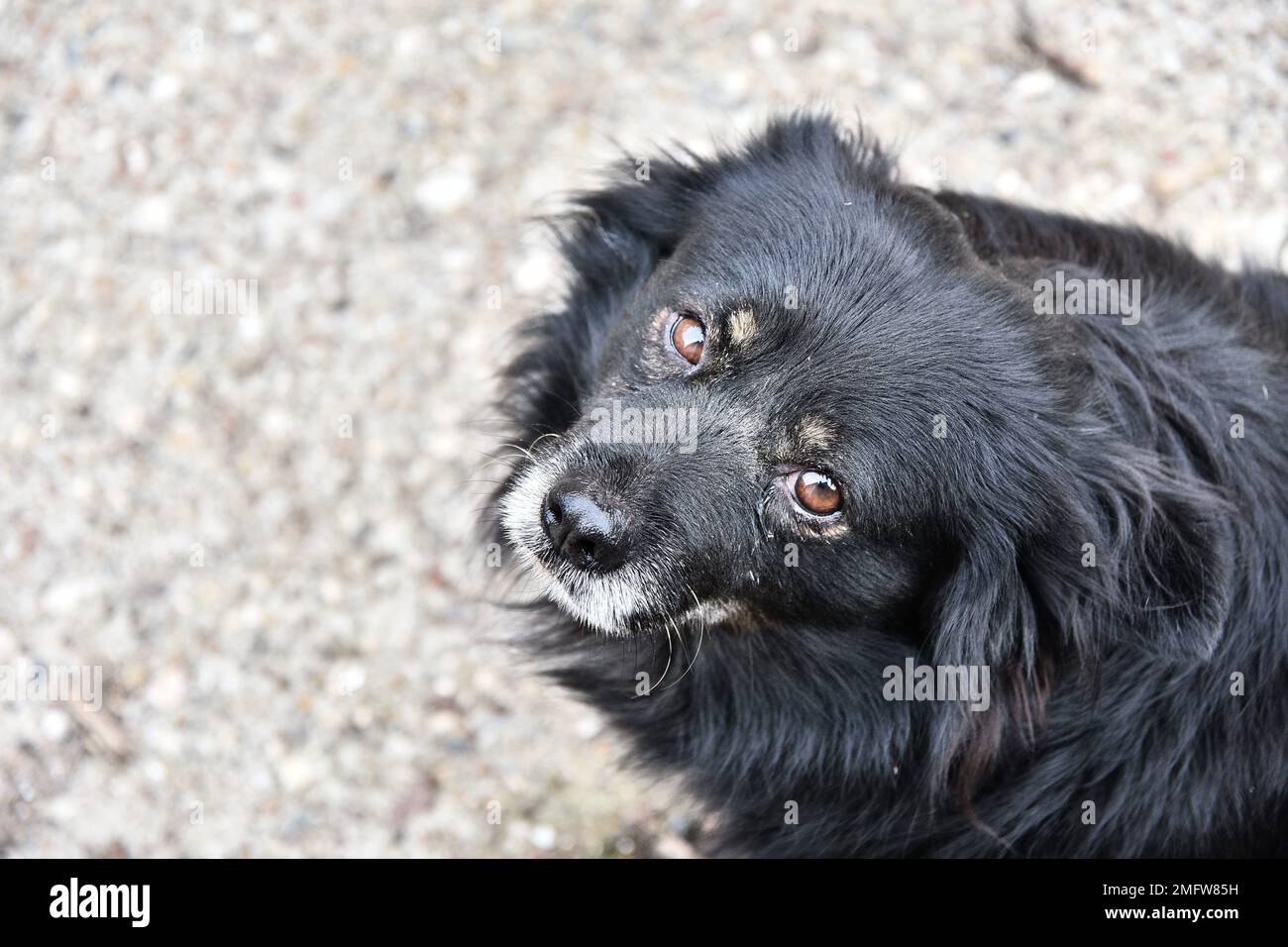 Un cane guardando la telecamera Foto Stock
