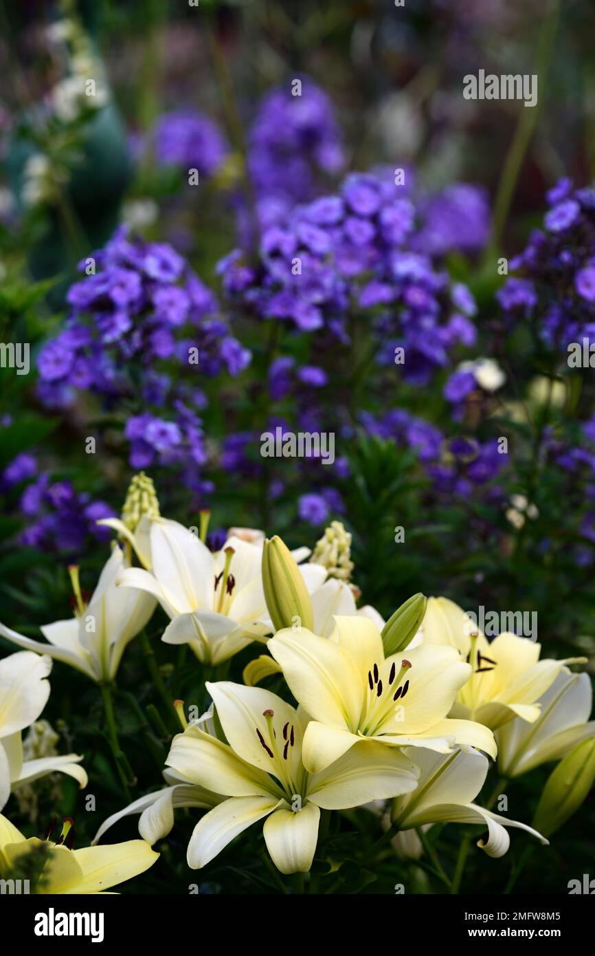 Lilium longiflorum Trebbiano,Lily longiflorum Trebbiano,Delphinium Blue Bird,Phlox paniculata Blue Paradise,blu viola e fiori bianchi,fioritura,lo Foto Stock