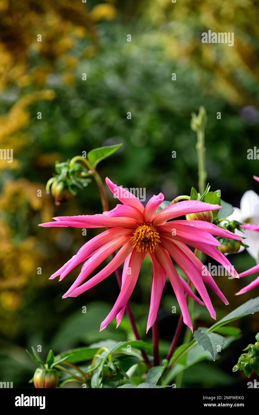 cactus dahlia, fiori rosa corallo, fiori arancio corallo, cactus dahlias, fiori insoliti, RM floreale Foto Stock