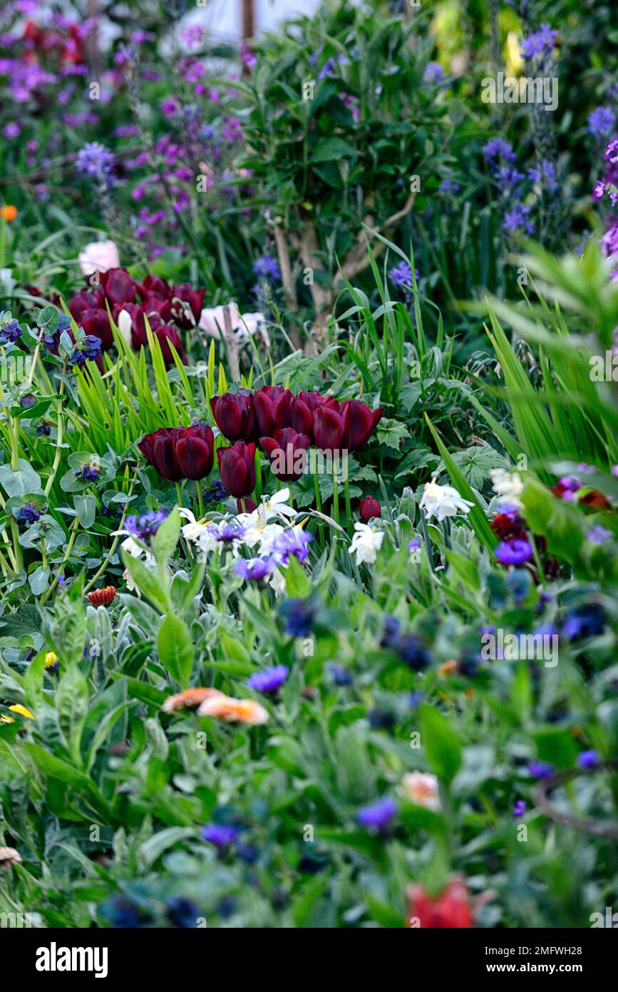 Tulipani viola, fogliame di lychnis, tulipani in perenne bordo, primavera nel perenne bordo, fiori viola, primavera in giardino, RM Floral Foto Stock