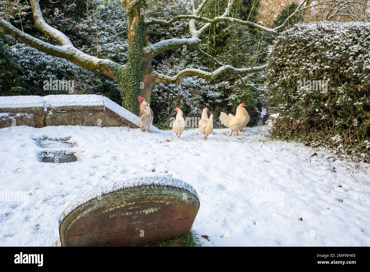 Gallina e polli in terreno innevato durante l'inverno Foto Stock