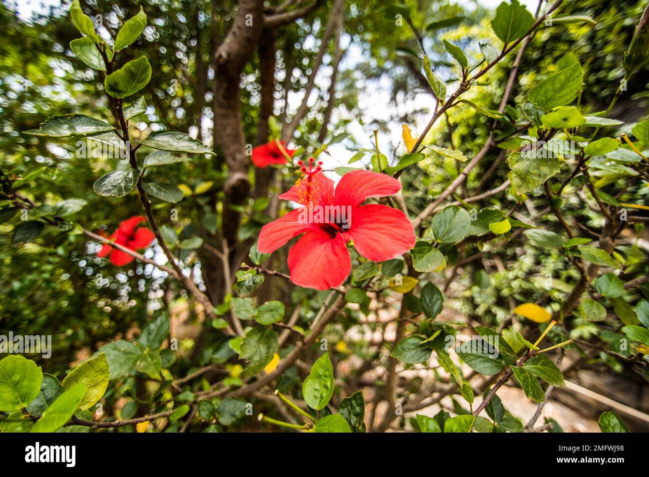 Funchal, Madeira - Luglio, 2018. Il famoso giardino botanico di Funchal, l'isola di Madeira Foto Stock