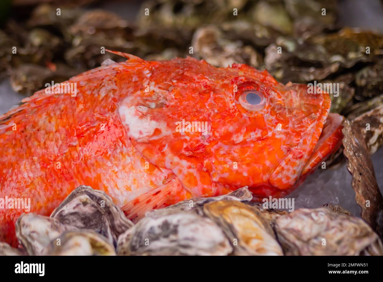 Branzino rosso crudo al banco del mercato alimentare estivo locale - primo piano Foto Stock
