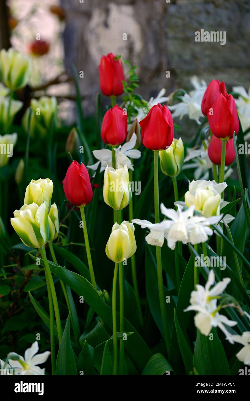 tulipa primavera verde, tulipano sping verde, tulipano rosso, tulipani rossi, tulipani misti, tulipani bianchi e rossi, tulipano misto pianta schema, primavera in giardino, RM Flora Foto Stock