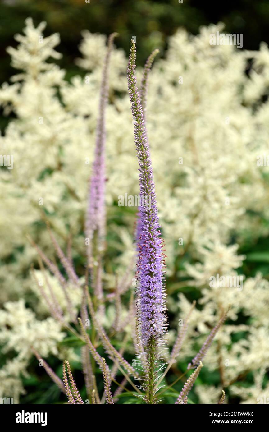 Fascino veronicastrum virginicum, astilbe in background, radice di Culver, lilla, blu pallido, fiori, fiori, steli, RM Floral Foto Stock