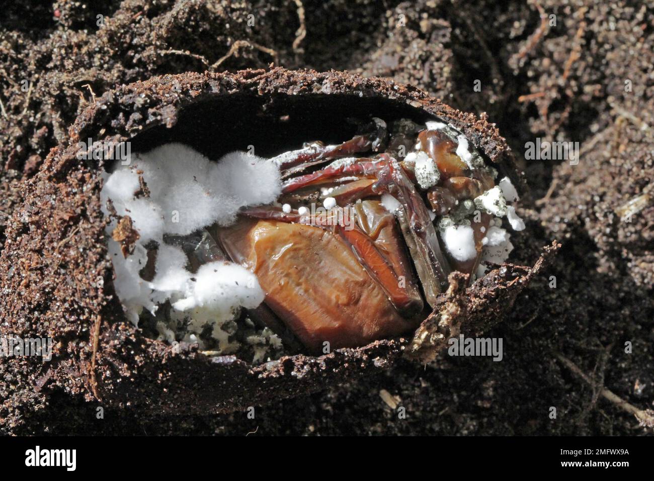 Pupa da cockfafer infettata da un fungo entomopatogeno Beauveria bassiana. Foto Stock