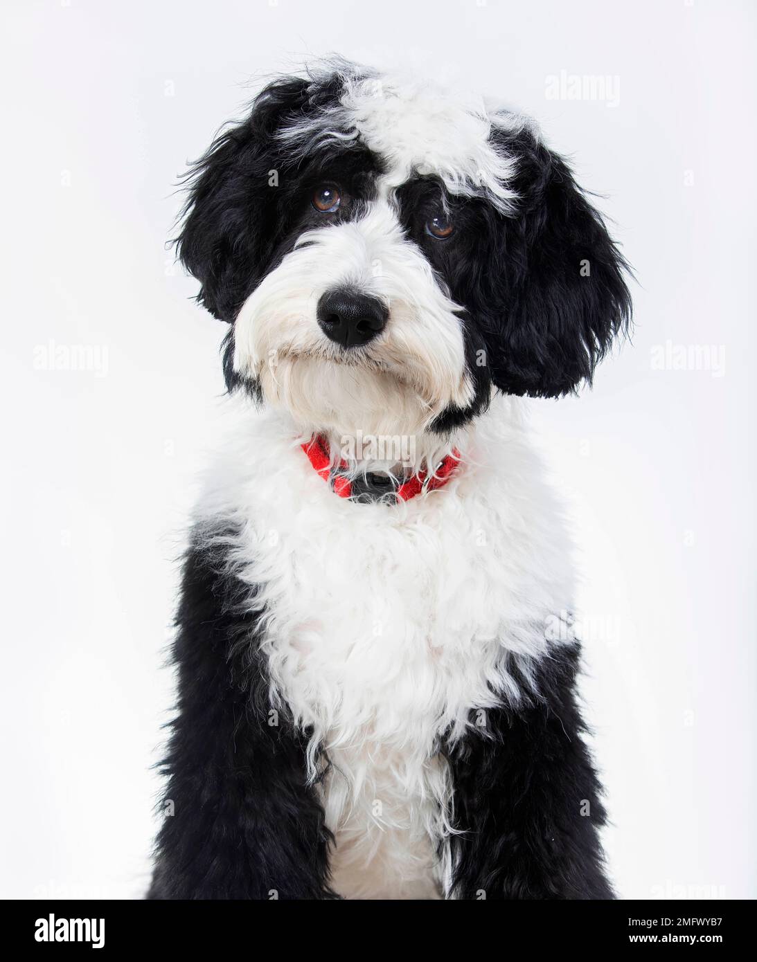 Un adorabile cucciolo di Bernedoodle che guarda la telecamera con un'accattivante inclinazione della testa. Un bernedoodle è un incrocio tra un cane bernese e un barbone. Foto Stock Un adorabile cucciolo di Bernedoodle che guarda la telecamera con un'accattivante inclinazione della testa. Un bernedoodle è un incrocio tra un cane bernese e un barbone. Foto Stock